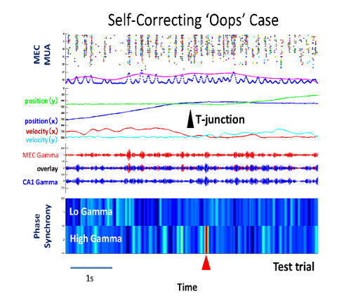 gamma synchrony between brain regions when animal corrects a mistake