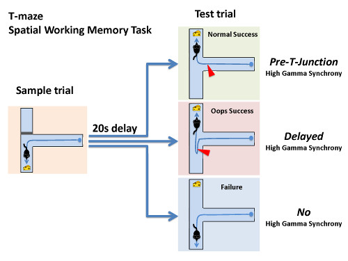 schematic of the spatial working-memory task