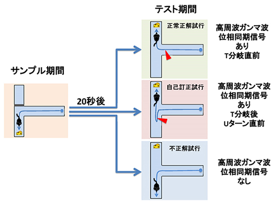 T型迷路空間ワーキングメモリ課題の図