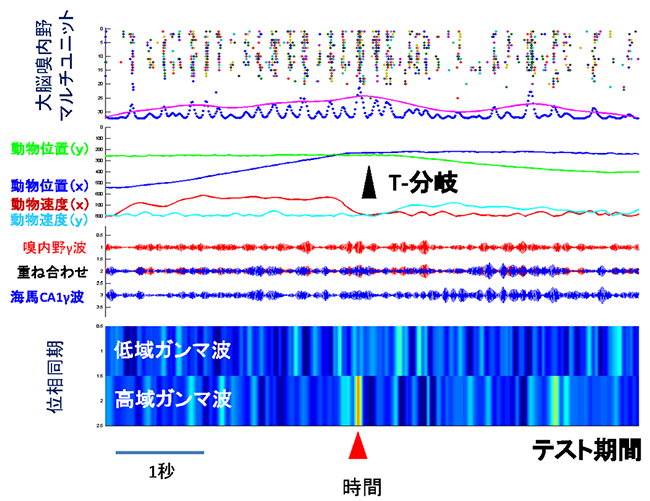 正常正解試行中の神経活動の図