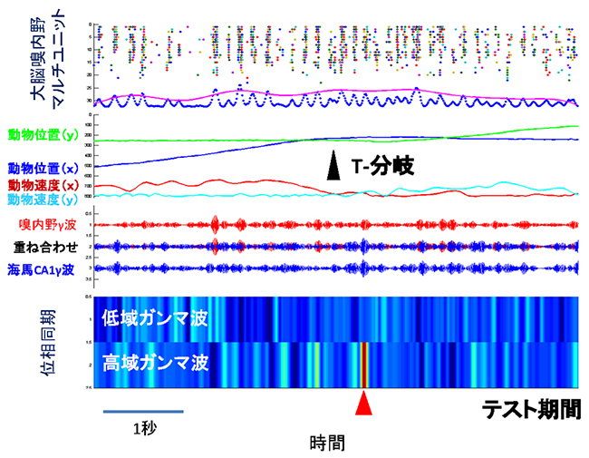 自己訂正試行中の神経活動の図