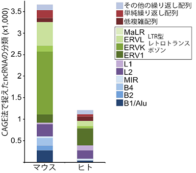 NASTに存在する繰り返し配列の図