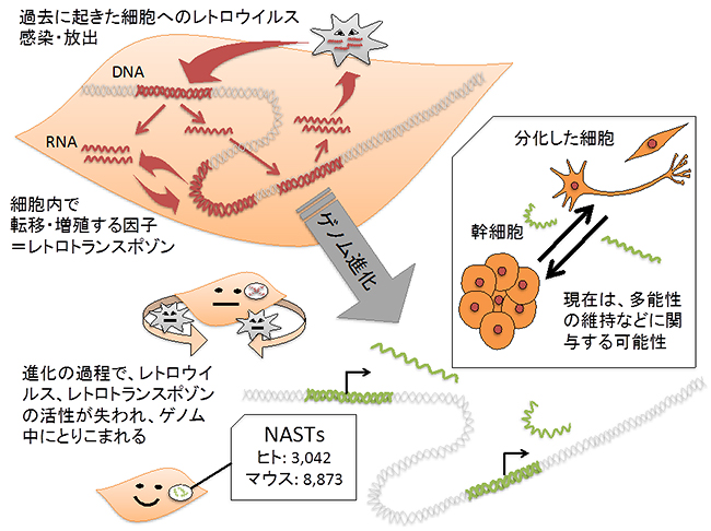哺乳類ゲノムにおけるNASTsの起源と、幹細胞における機能の推定の図