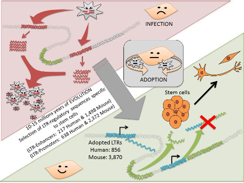 Schematic of retrotransposon domestication in the genome