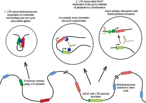 functional mechanism of domesticated LTR regulatory elements