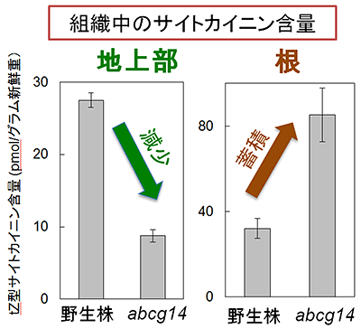 abcg14変異体の地上部と根におけるサイトカイニン含量の図