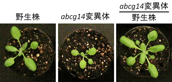 野生株の根とabcg14変異体の地上部の接ぎ木の結果の写真