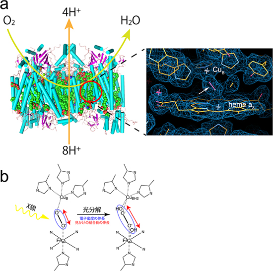 チトクロム酸化酵素の活性部位とその放射線損傷の図