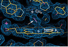 Cartoon showing protein structure