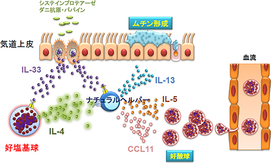 好塩基球による喘息制御の図