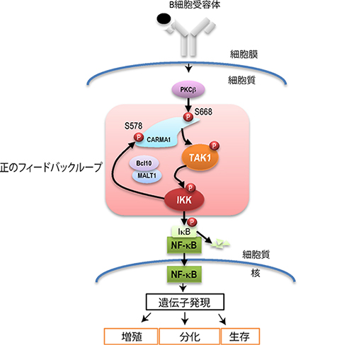 B細胞受容体刺激によりNF-κBが活性化される機構の図