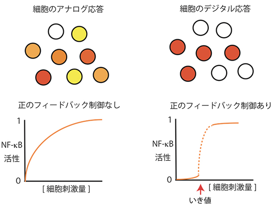 細胞のアナログ応答とデジタル応答の図