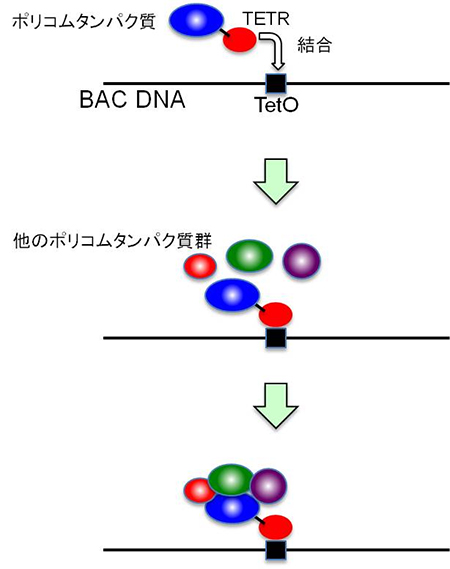 今回開発したBACを用いた実験スキームの図
