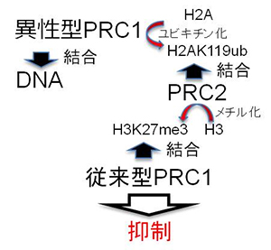 ポリコム複合体がDNAを認識する順番の図