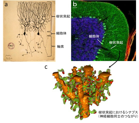 プルキンエ細胞の形態の図