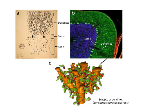 drawing, imaging, and 3D reconstruction of purkinje cells