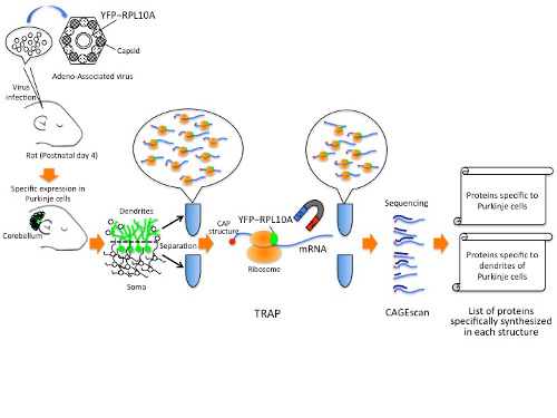 Diagram showing how proteins were isolated from Purkinje cells and their dendrites