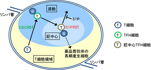 リンパ節内におけるT細胞およびTFH細胞の動きの図