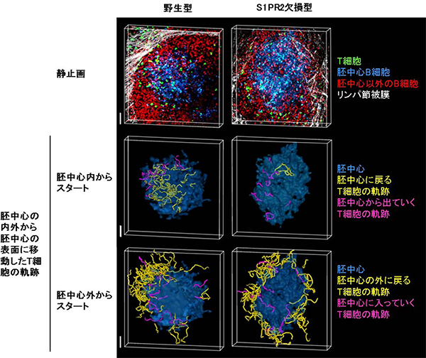 胚中心ライブイメージングの静止画及びT細胞の軌跡の図