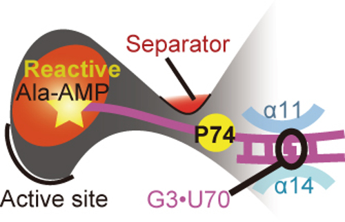 Diagram of reactivity in wild-type G3/U70