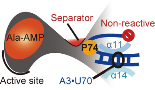 Diagram of blocked reactivity in A3/U70