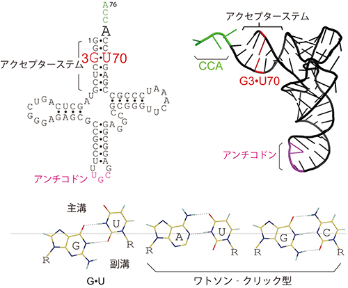 tRNAAlaの配列と立体構造とG・Uとワトソン・クリック型塩基対の図