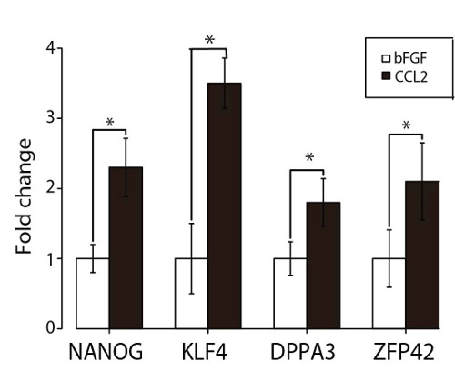 effect of CCL2 on pluripotency in human iPS cells