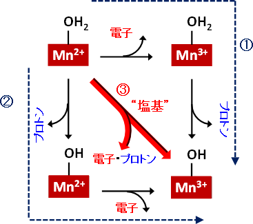 人工マンガン触媒の水分解反応における電子とプロトンの輸送経路図