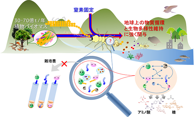 シロアリによる炭素・窒素循環と生物多様性維持の図