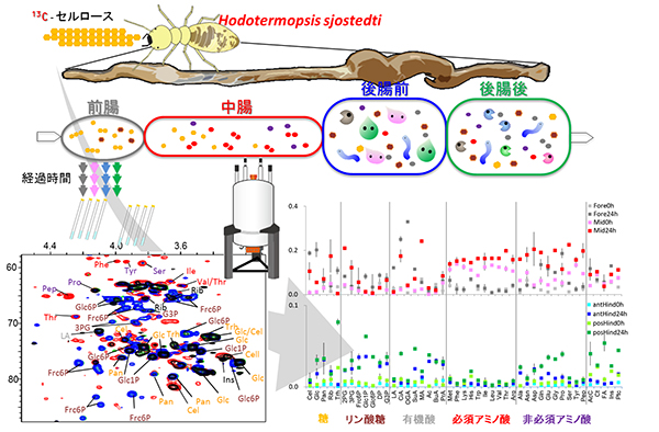 2次元NMR法による代謝物群の解析スキームの図