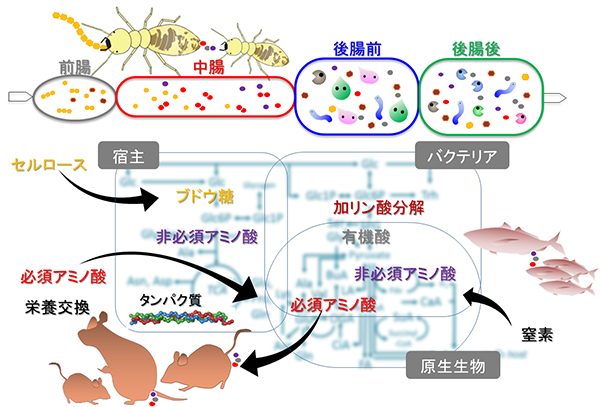 今回の微生物群丸ごと代謝解析の概要と今後の展望図