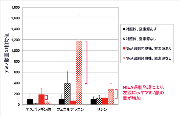 3種類（アスパラギン酸、フェニルアラニン、リジン）のアミノ酸量比較の図