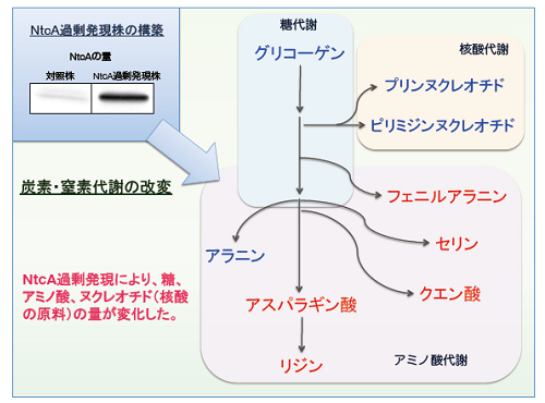 NtcA過剰発現によって変化する代謝の模式図の画像