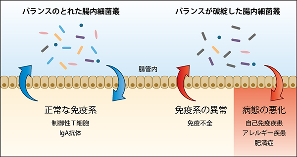 腸内細菌叢と免疫系との間の双方向制御機構の図