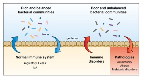 Diagram of the relationship between gut bacteria and their host immune system