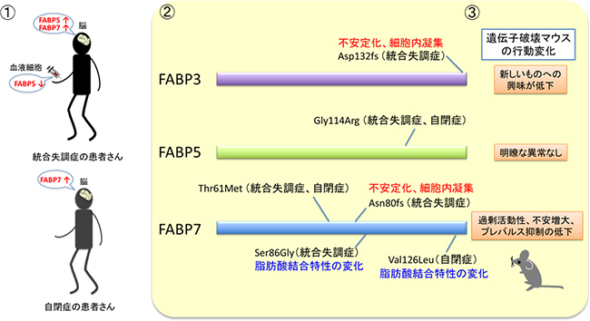 脳内で働く脂肪酸結合タンパク質（FABP）と精神疾患の図