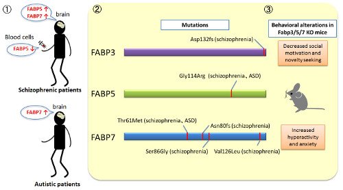 diagram showing behaviors in FAB3/5/7 KO mice