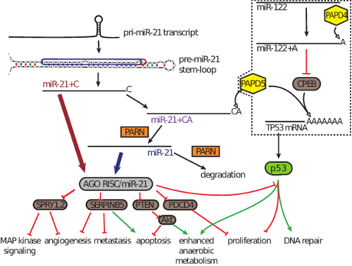 schematic of PAPD5 function