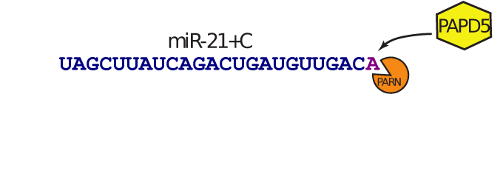 diagram showing PAPD5 role in miR-21 degradation via PARN