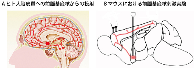 アセチルコリン投射系とその刺激実験の図