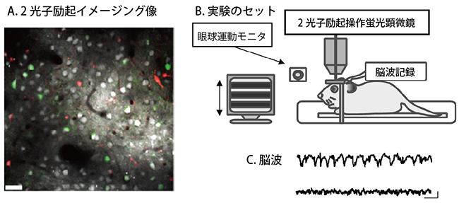ラット視覚野の神経細胞活動の2光子励起カルシウムイメージング法による記録の図