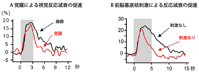 覚醒による視覚反応と前脳基底核刺激による興奮性神経細胞の反応の図