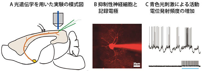光によるアセチルコリン投射系の刺激と大脳皮質抑制性神経細胞からの膜電位記録の図