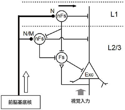 覚醒による視覚反応の時間分解能の向上とその神経回路図