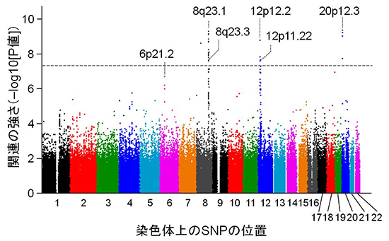 後縦靭帯骨化症 Opll の発症に関わる6つのゲノム領域を発見 理化学研究所