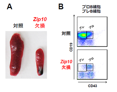 B細胞特異的ZIP10欠損マウスの解析の図