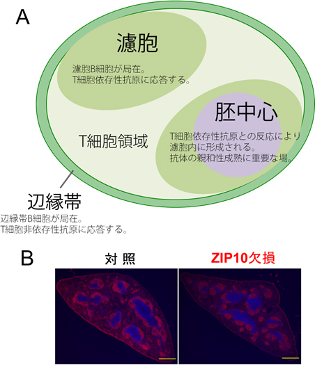 脾臓の構造とZIP10欠損による濾胞B細胞の減少の図