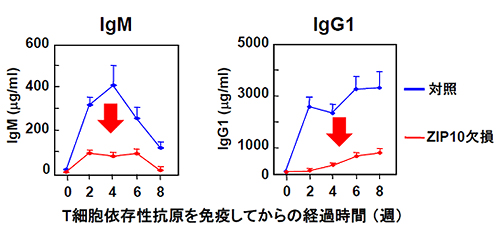ZIP10欠損による抗原特異的な抗体産生の低下の図