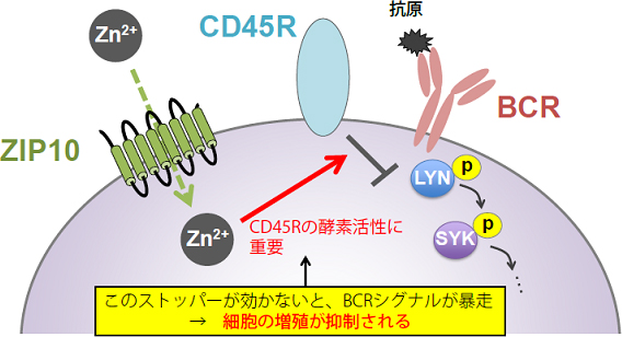 B細胞においてZIP10が生み出す亜鉛シグナルによるBCRシグナル強度の調節の図