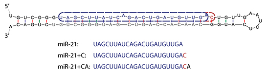 miR-21の前駆体構造と3’末端が異なる多型の塩基配列の図